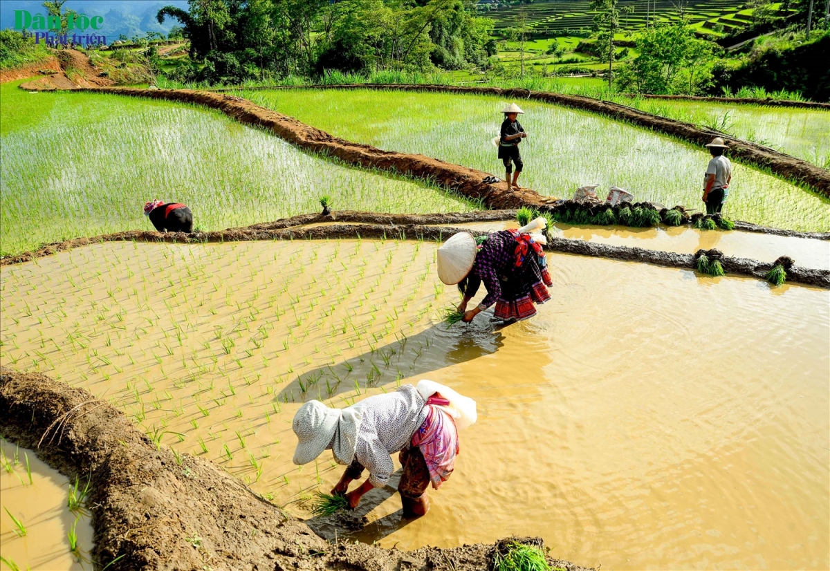 Phát triển sản xuất nông, lâm nghiệp bền vững ở vùng đồng bào dân tộc thiểu số
